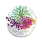 Сухоцвіти для нігтів